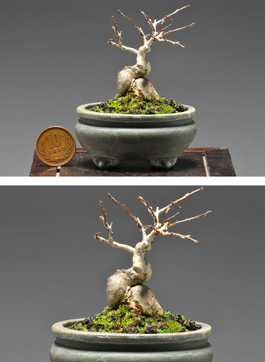 【静冈】494x 小品盆栽 百日红 サルスベリ 树高5㎝ ia|品牌|价格