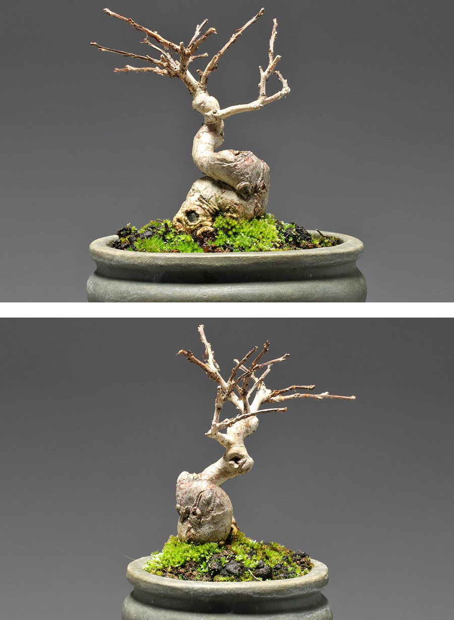 【静冈】494x 小品盆栽 百日红 サルスベリ 树高5㎝ ia|品牌|价格