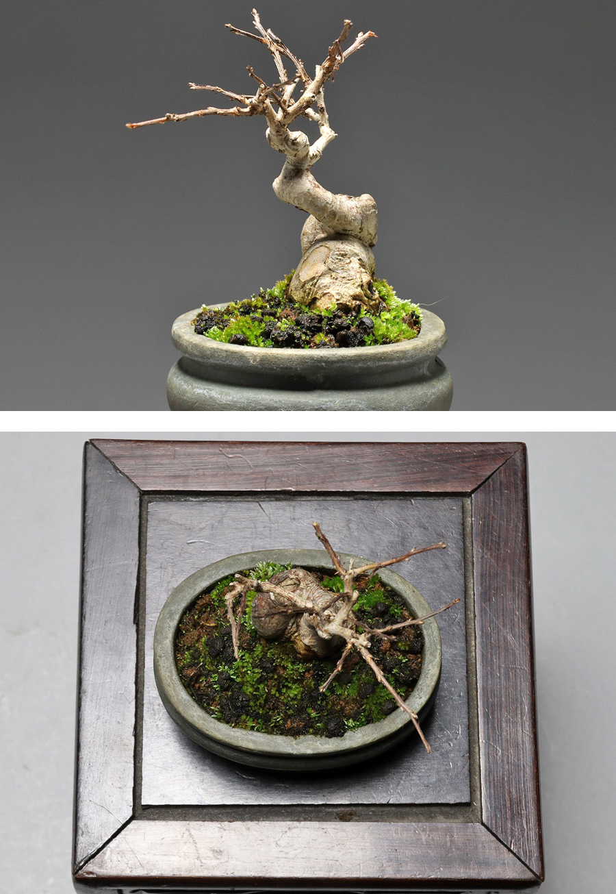 【静冈】494x 小品盆栽 百日红 サルスベリ 树高5㎝ ia|品牌|价格