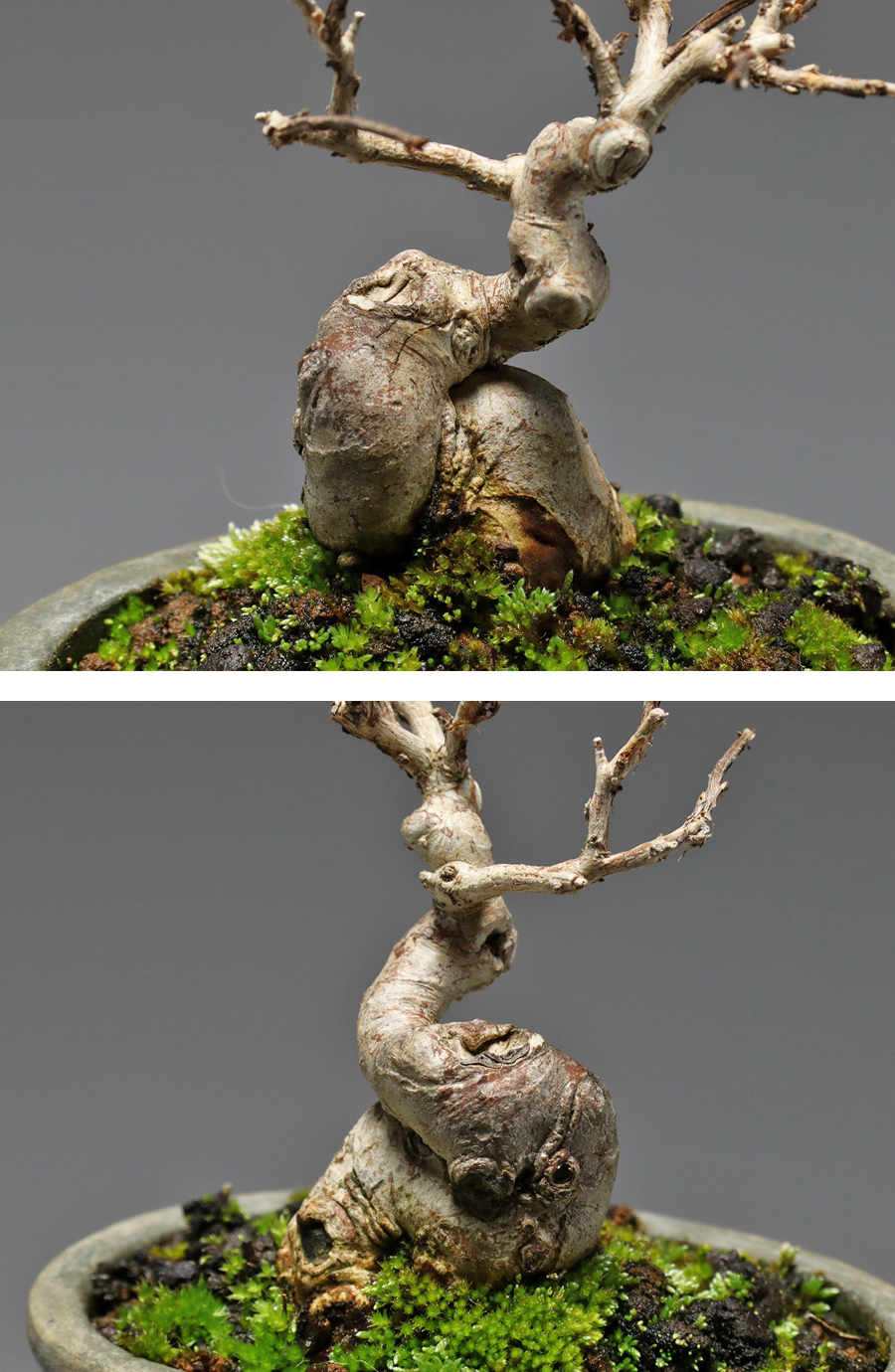 【静冈】494x 小品盆栽 百日红 サルスベリ 树高5㎝ ia|品牌|价格